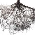 Roots