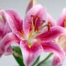 Pink Lily