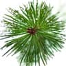 Pine Tree