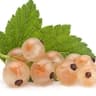 White Currant