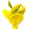 Spanish Broom